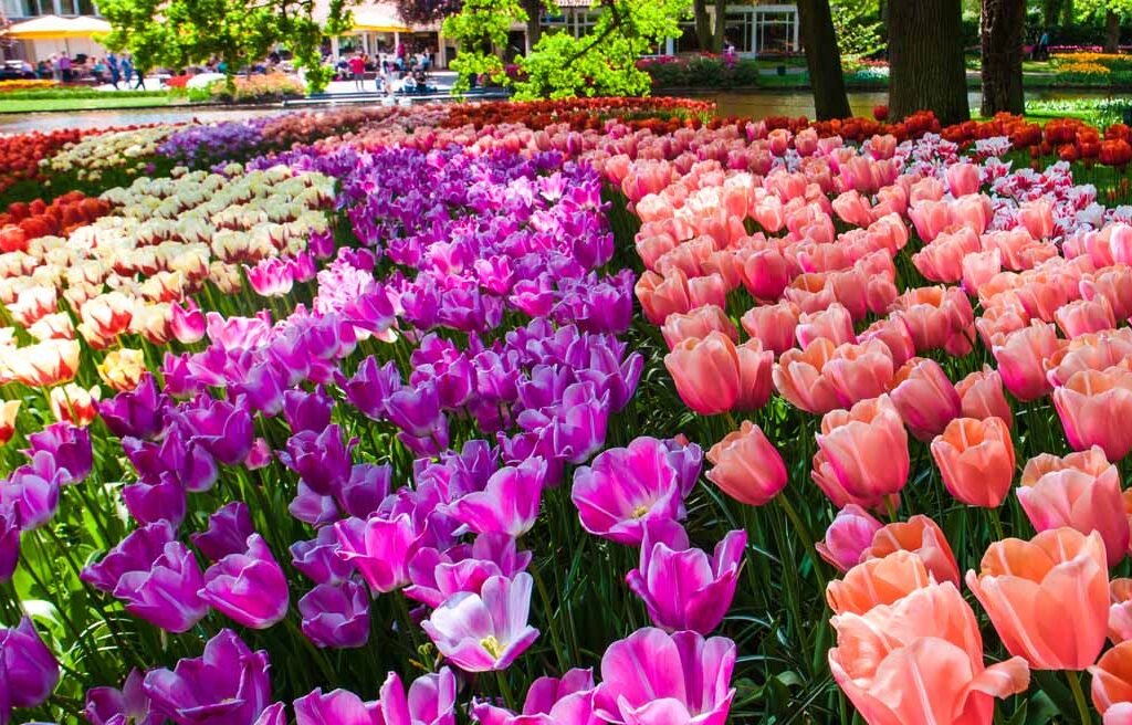 Keukenhof-The Garden of Europe