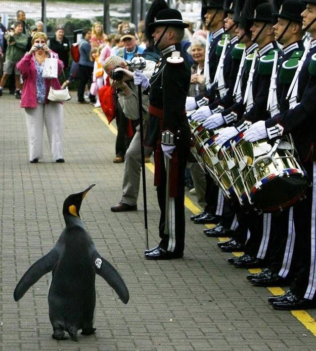 Norway Knighted Penguin